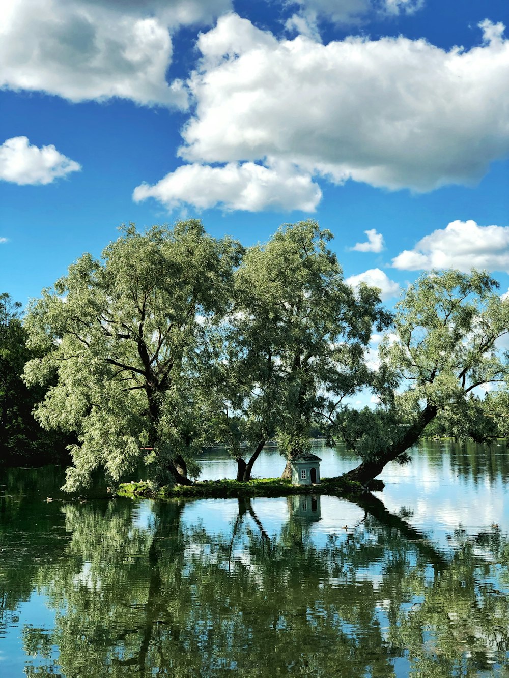 árboles verdes junto al cuerpo de agua bajo el cielo azul durante el día