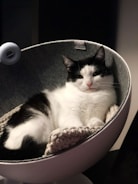 A cozy cat lounging on a stylish pet bed.