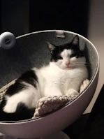 A content black cat curled up in a cozy cat bed with a gentle smile.