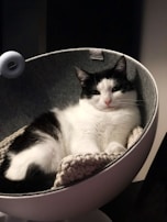 A cozy cat lounging on a plush pet bed.