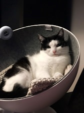A cozy pet bed designed for comfort and relaxation.
