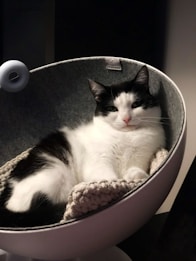 A stylish cat lounging on a cozy, vibrant pet bed