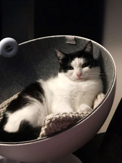 Close-up of a cat lounging comfortably on a smart heated bed featuring purrlabs’ signature black, white, and orange design