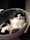 A cat lounging comfortably on a cozy pet bed.
