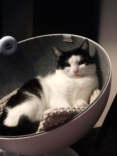 A cozy pet bed with a cat curled up comfortably inside