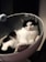 A black and white cat is comfortably lounging inside a cozy, rounded cat bed. The bed has a soft, knitted blanket inside, and the background is dark, emphasizing the relaxed posture of the cat.