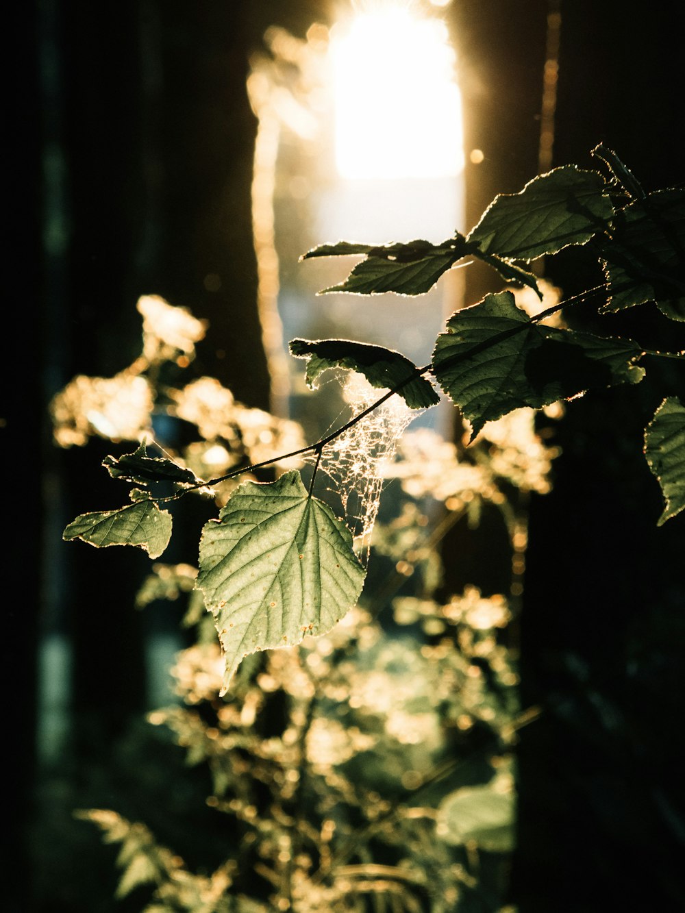 green leaves in tilt shift lens