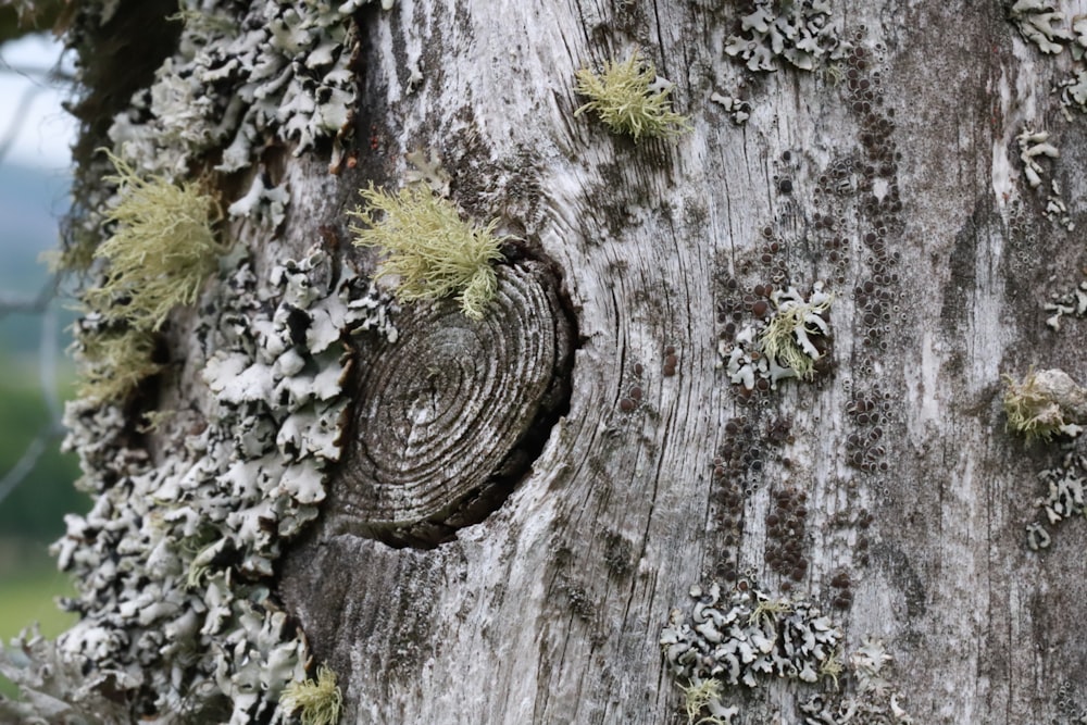 gray tree trunk with green moss