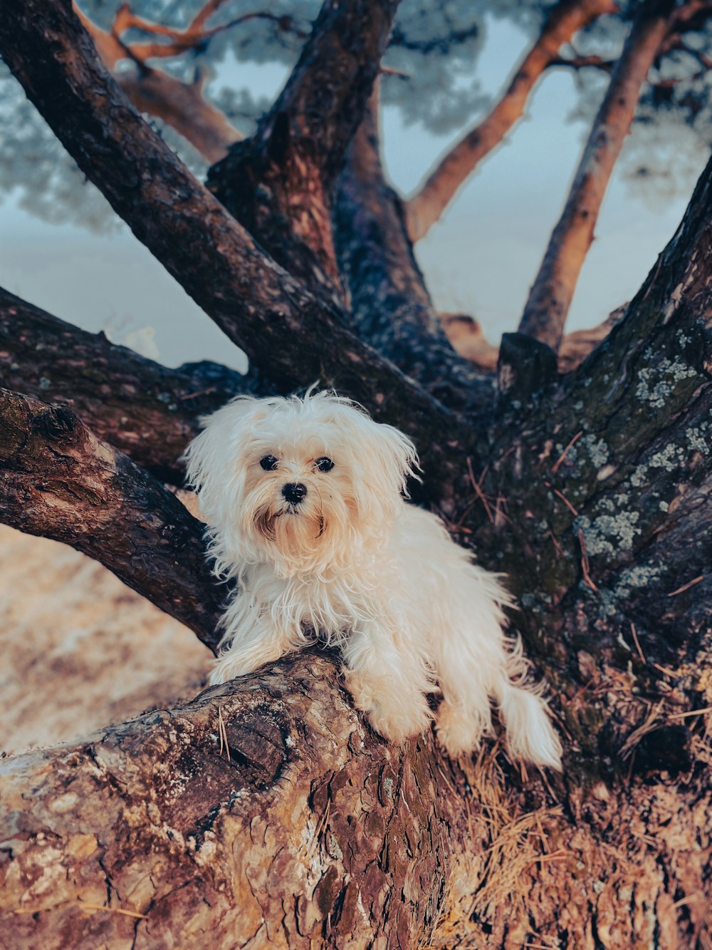 perro pequeño de pelaje largo blanco en tronco de árbol marrón