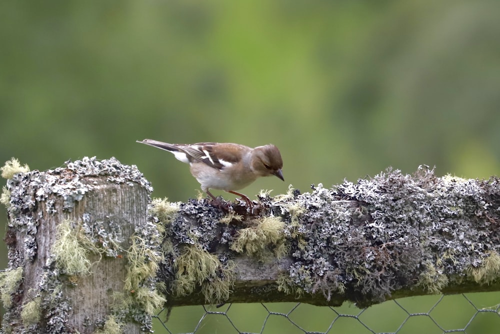 brown and white bird on tree branch during daytime