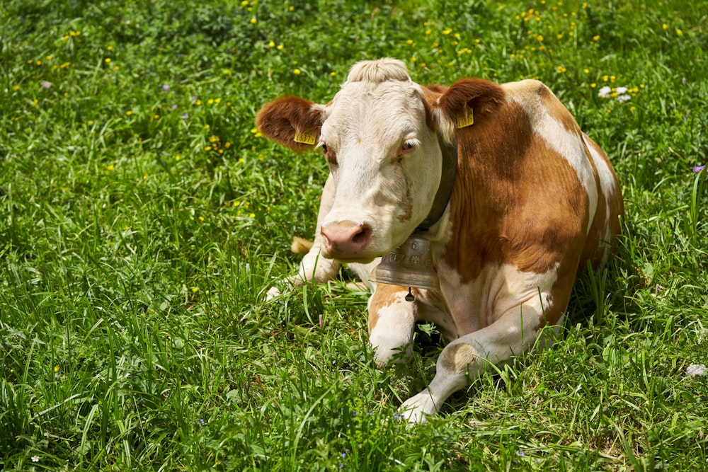 brown and white cow on green grass field during daytime