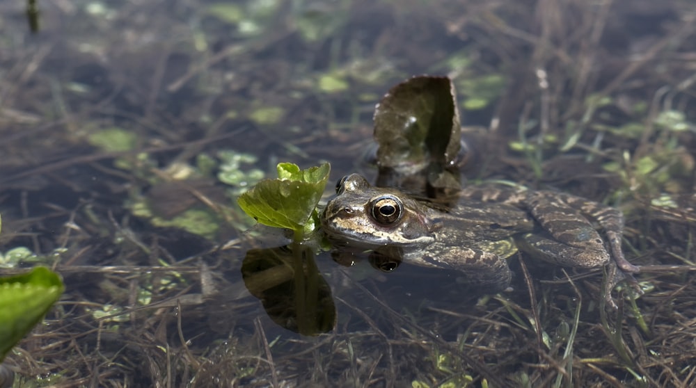 frog on water during daytime