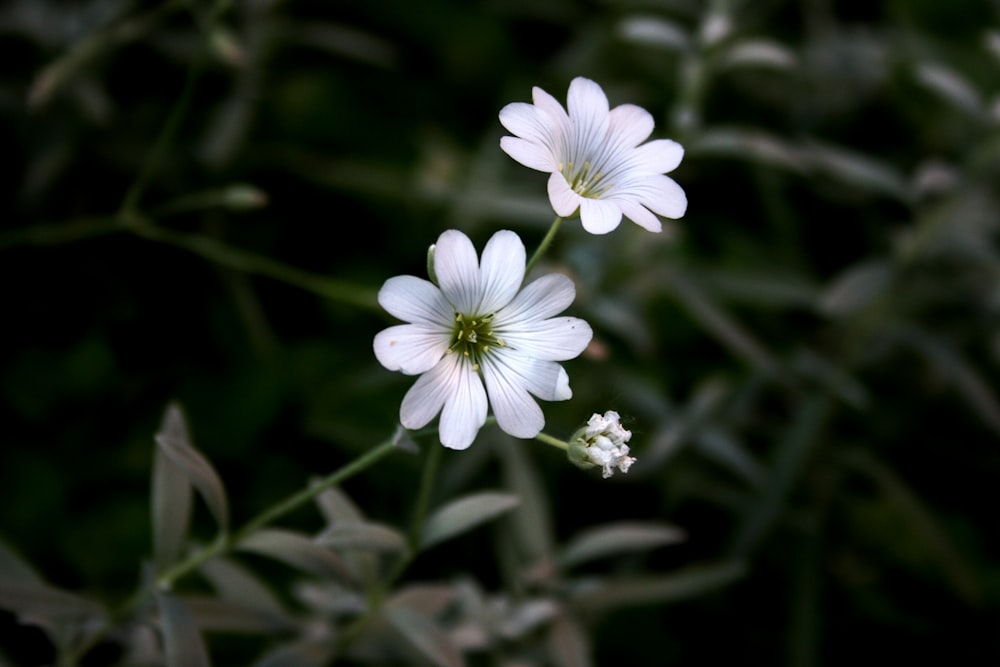 white flower in tilt shift lens