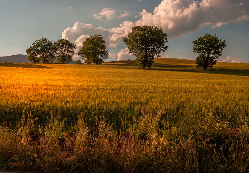 green grass field under white clouds during daytime