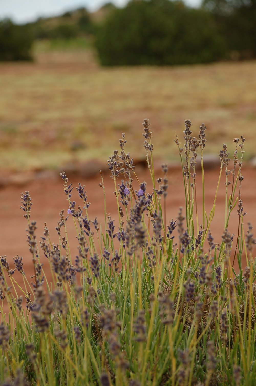 green grass field during daytime