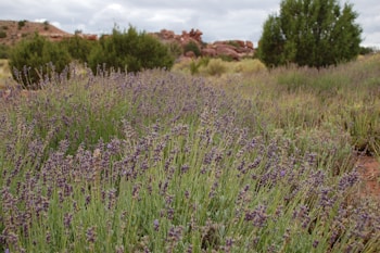A lush field of lavender stretches across the foreground with a backdrop of green shrubs and distant rocky hills under a cloudy sky.