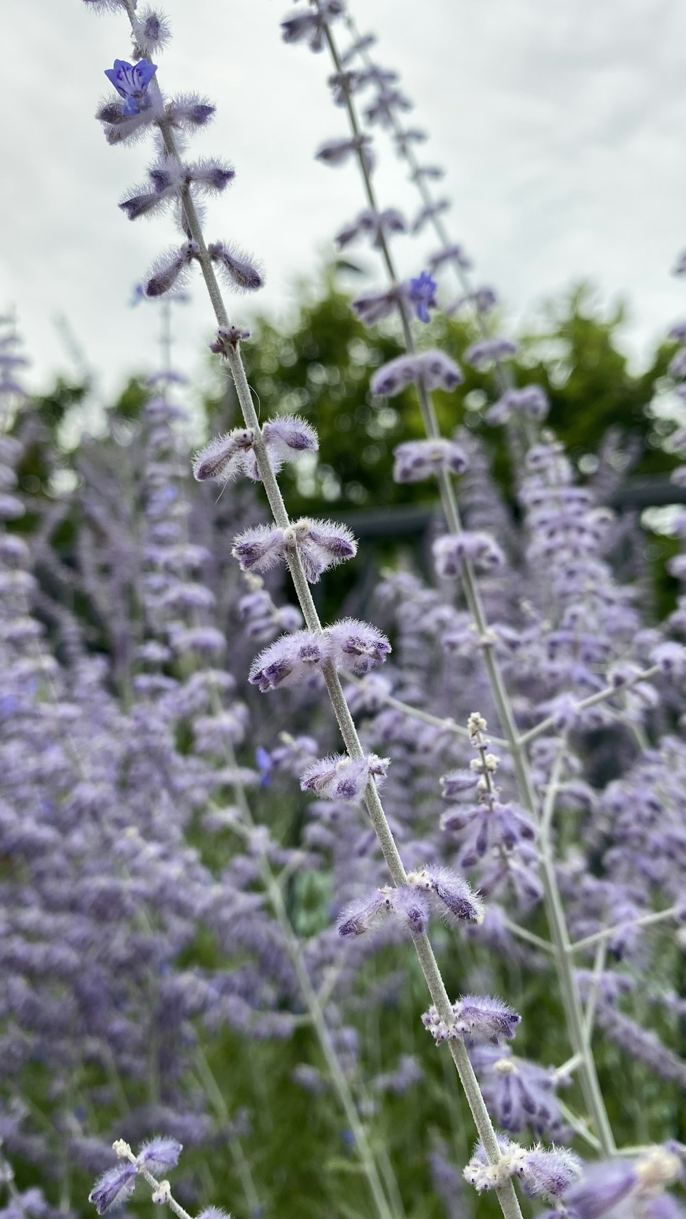 purple flower in tilt shift lens