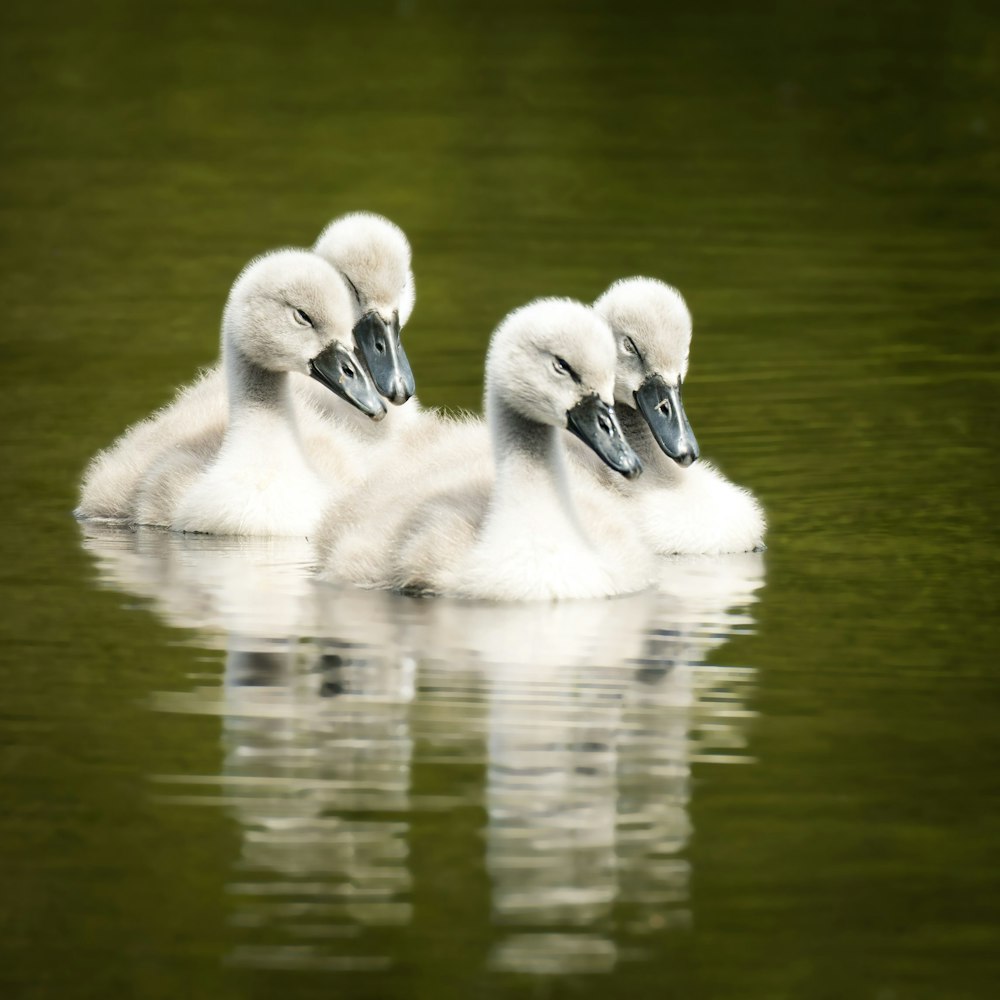 white swan on water during daytime