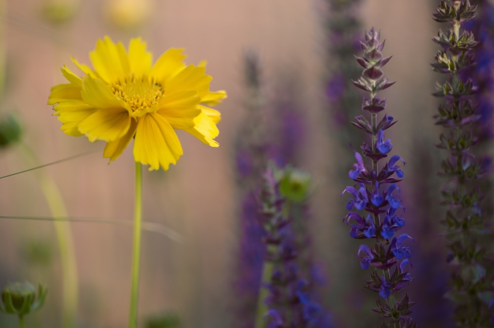 yellow flower in tilt shift lens