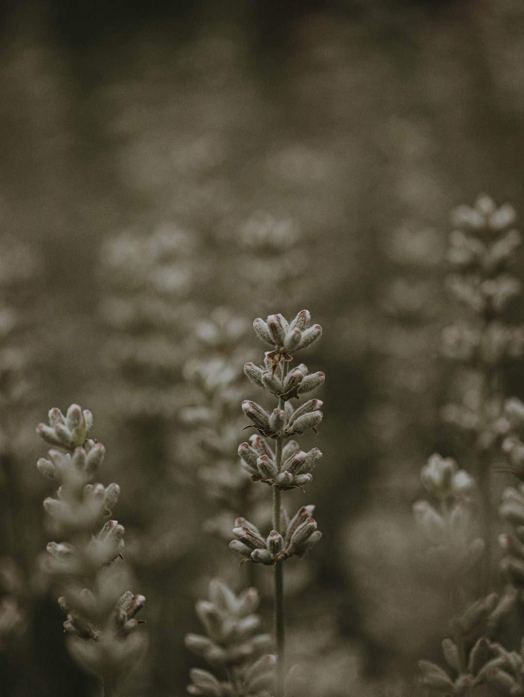 white flower in tilt shift lens