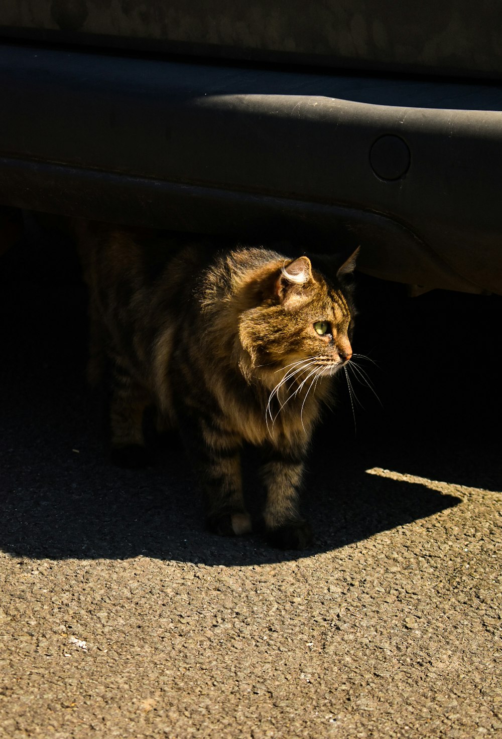 brown tabby cat on gray concrete floor