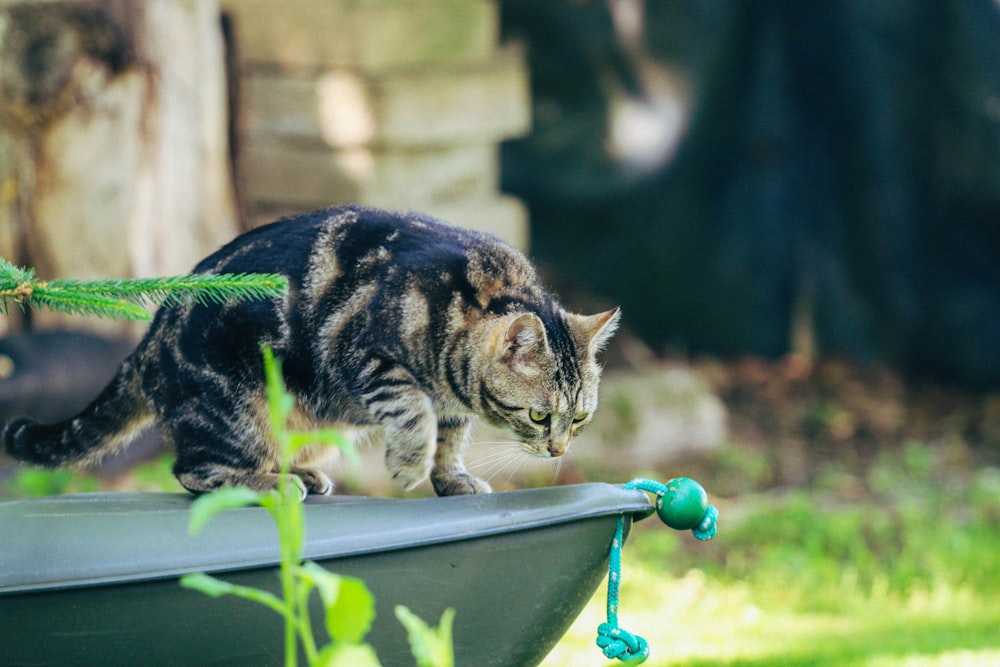 brown tabby cat on blue plastic basin