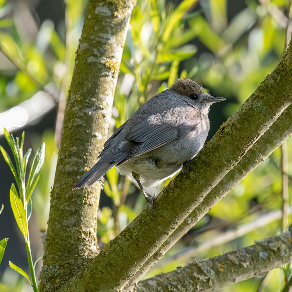 gray and white bird on tree branch