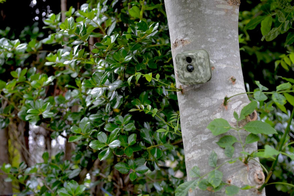 green leaves on white concrete post