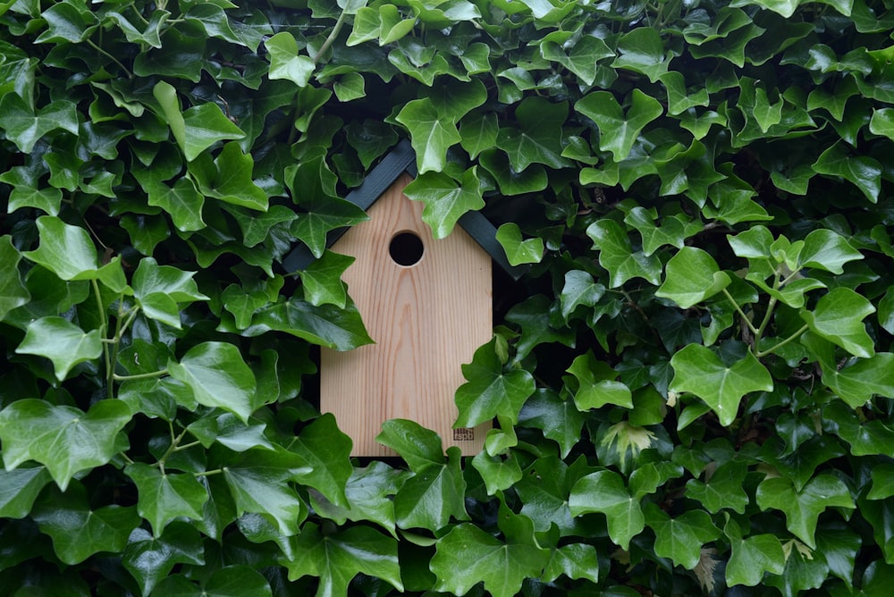 Casita para pájaros de madera marrón sobre hojas verdes