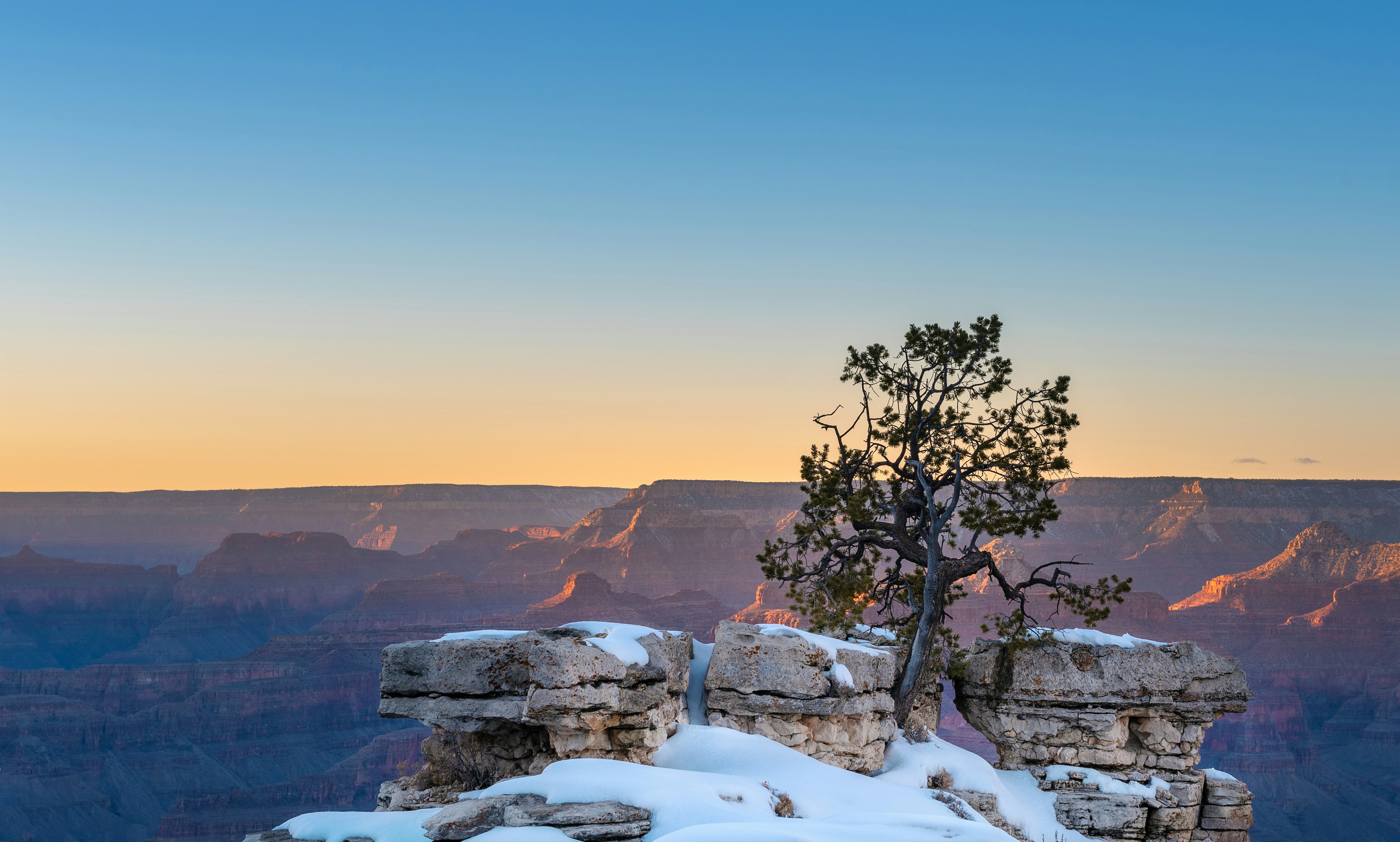 green tree on white snow covered ground during daytime