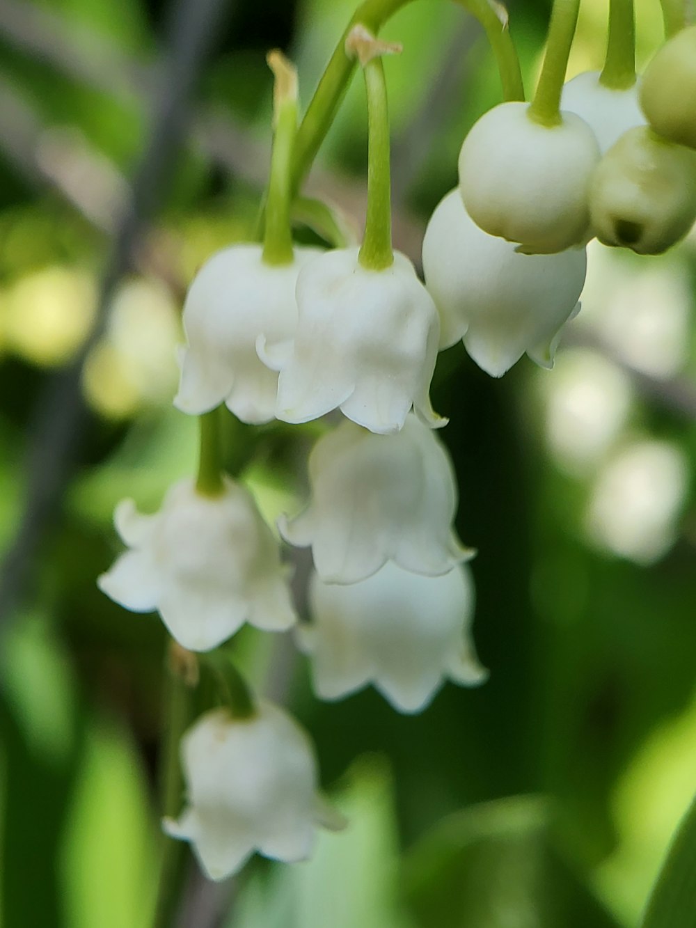 white flower in tilt shift lens