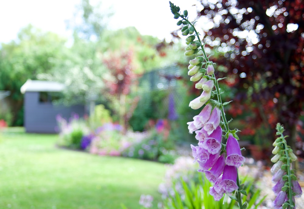 purple and white flower in tilt shift lens