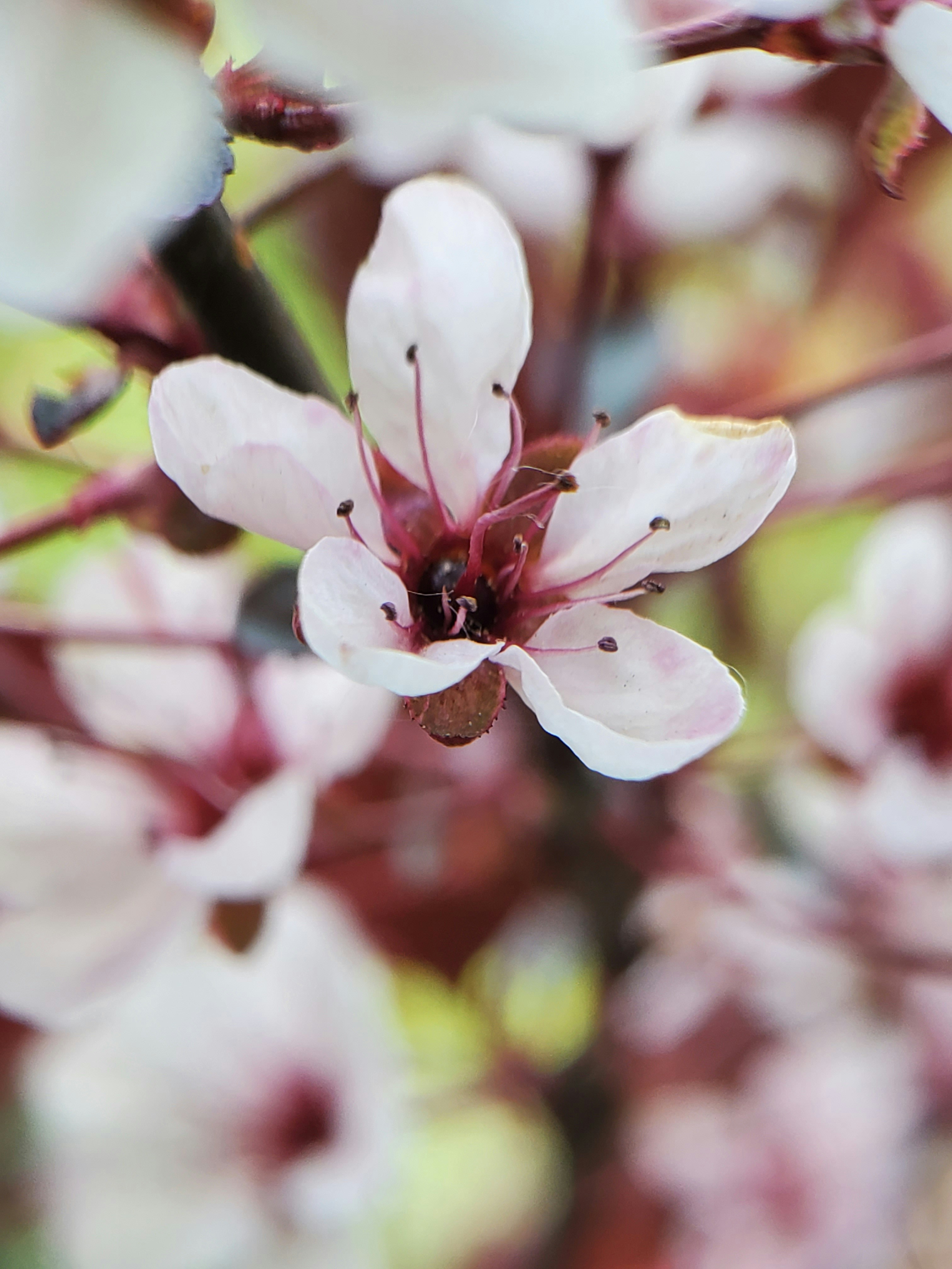 クローズ アップ写真でピンクの桜の写真 Unsplashで見つける春の花の無料写真