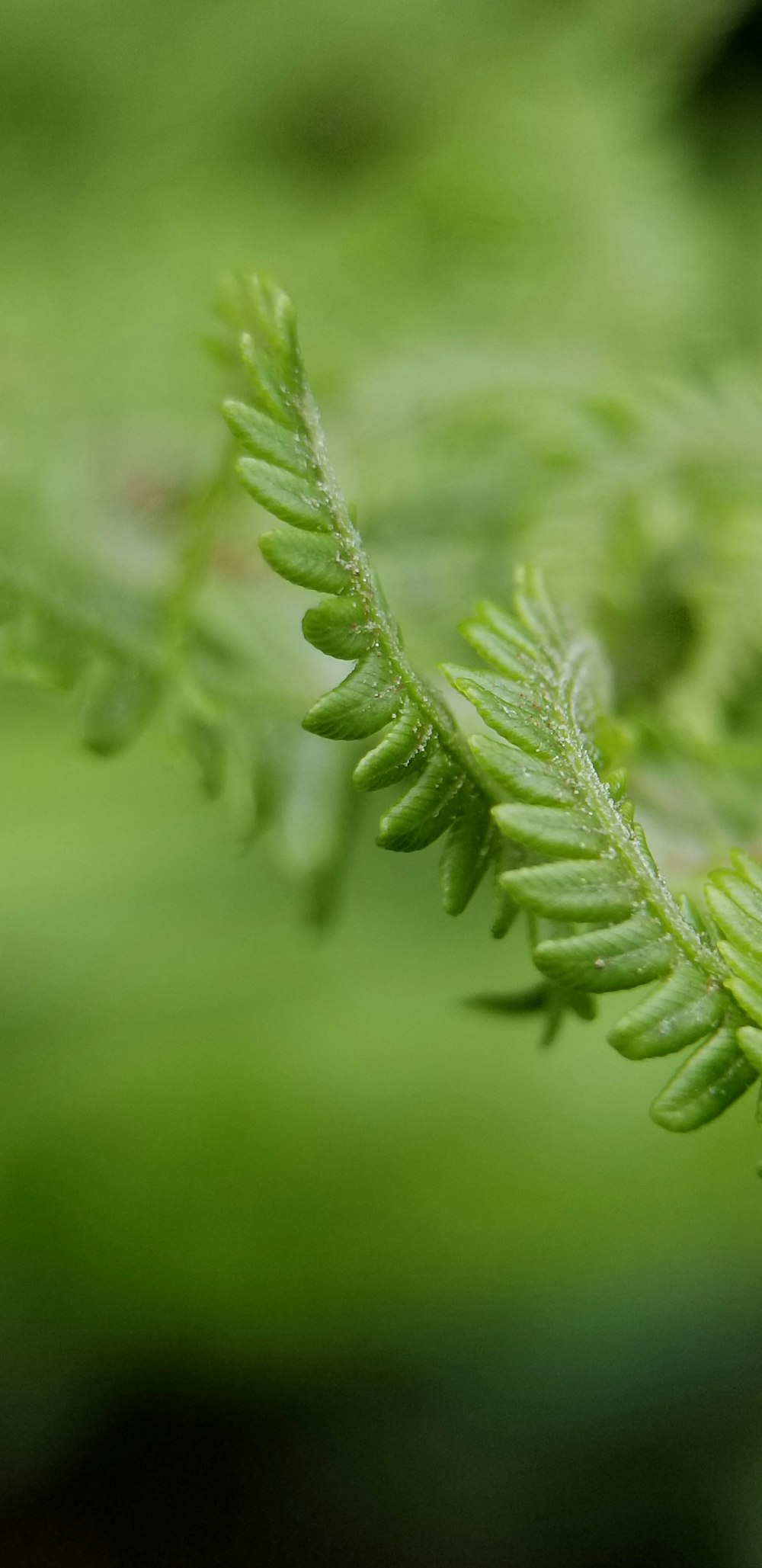 green leaf in macro photography