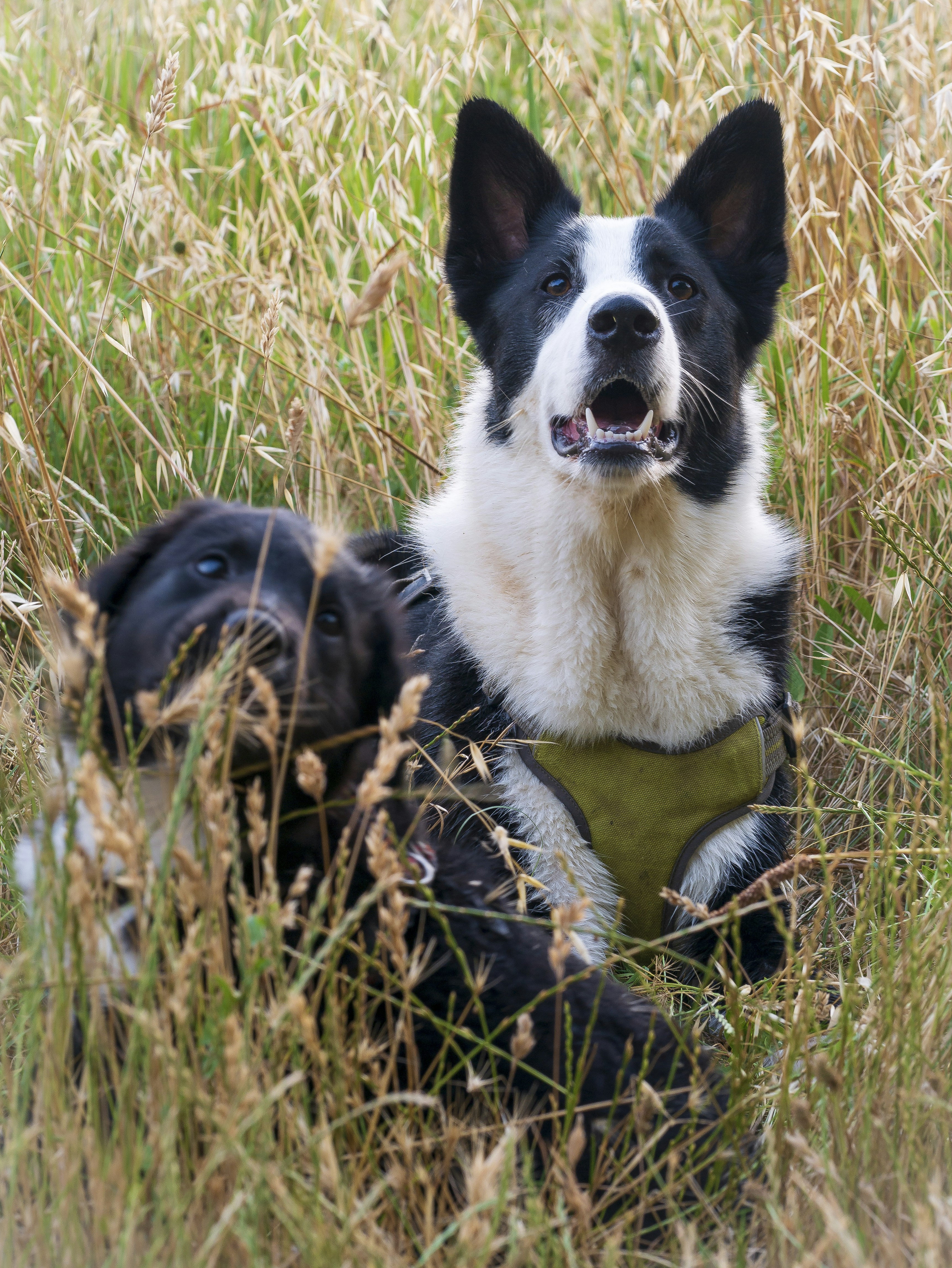 Photo by lapattesensible