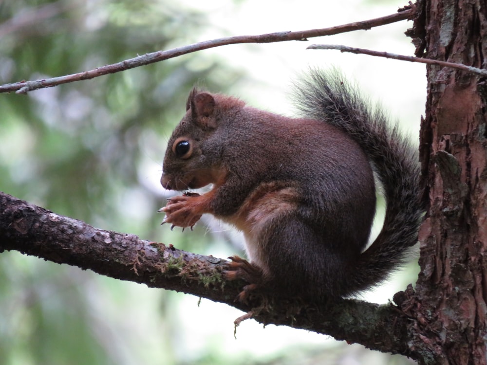 scoiattolo marrone e nero sul ramo marrone dell'albero durante il giorno
