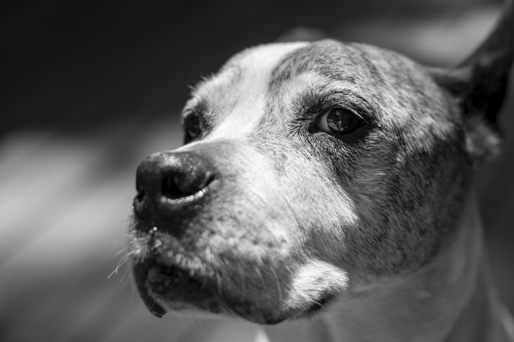 Foto en escala de grises de un perro de pelo corto