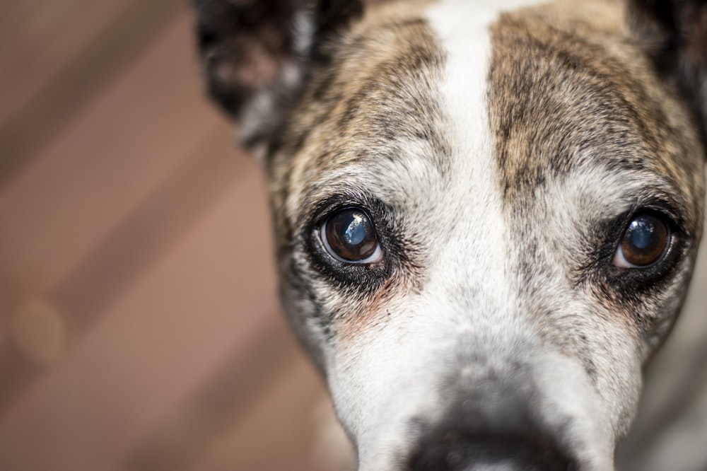 brown and white short coated dog