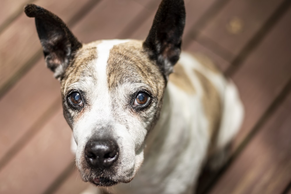 white and brown short coated dog