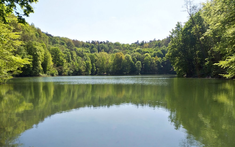 green trees beside lake during daytime