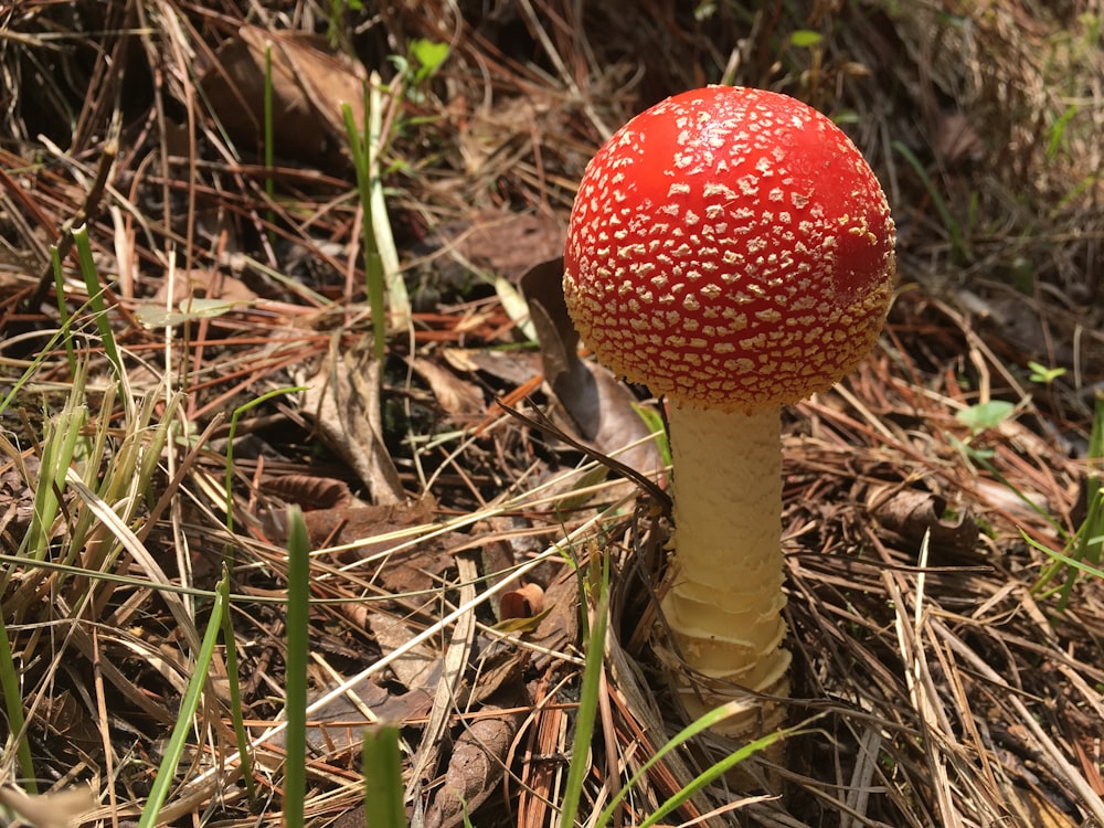 roter und weißer Pilz auf braunen getrockneten Blättern