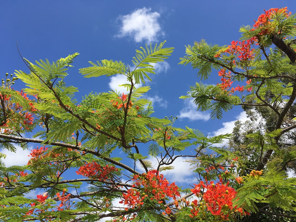 red flowers with green leaves under blue sky during daytime