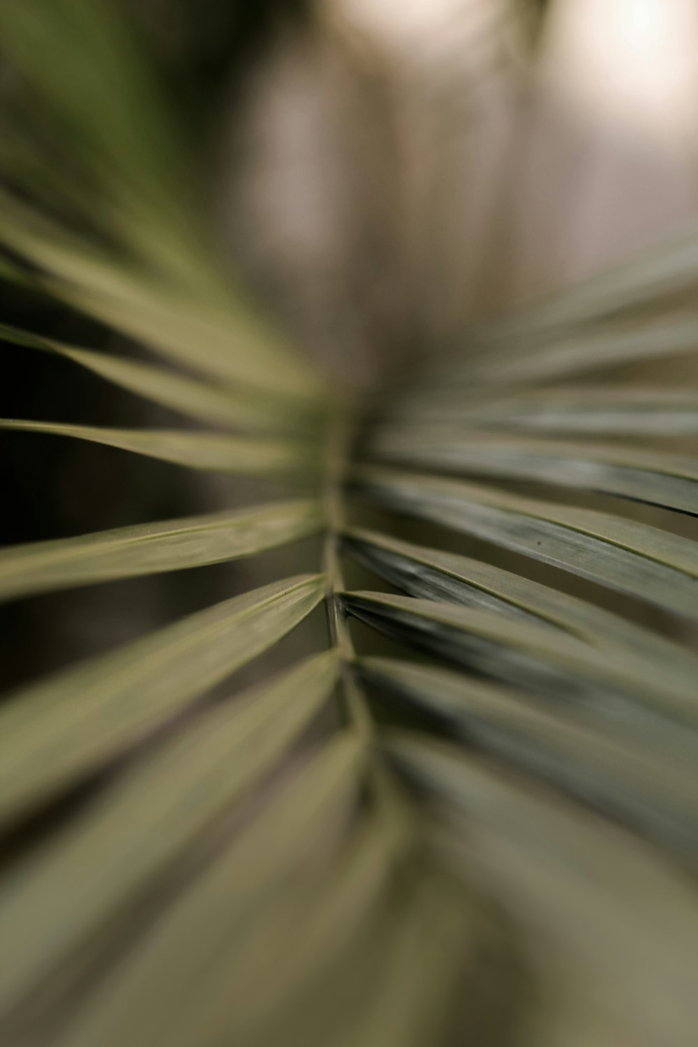 green and brown plant in close up photography