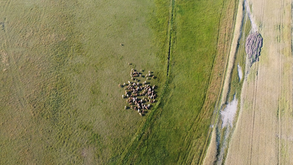 aerial view of green grass field