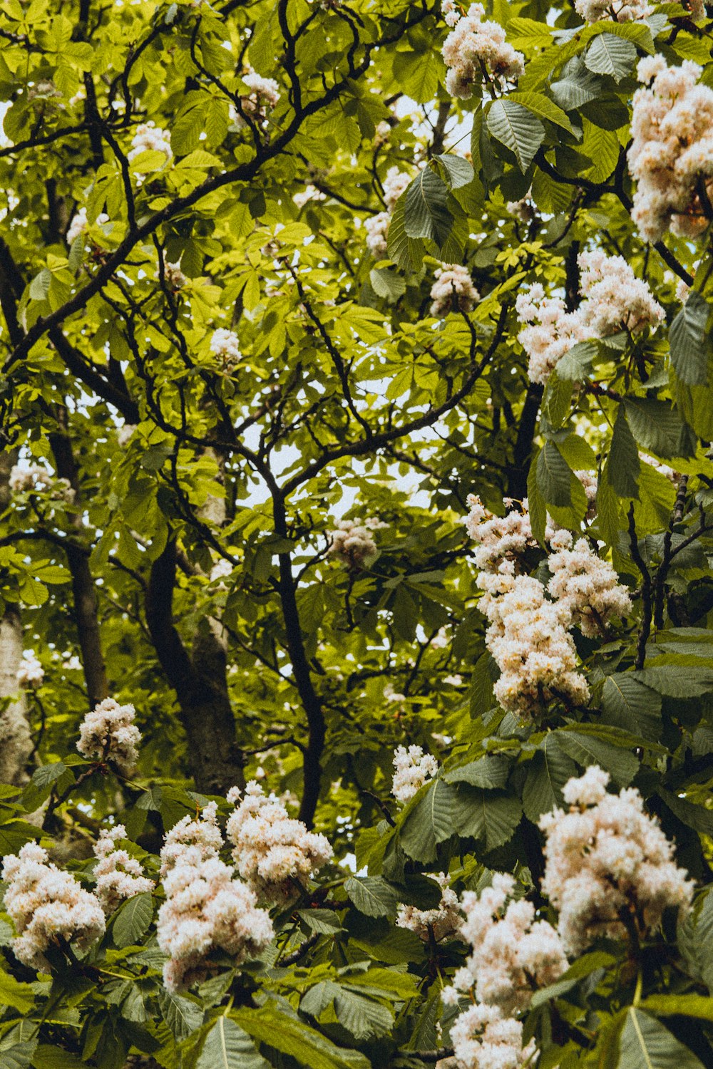 white flowers on tree branch