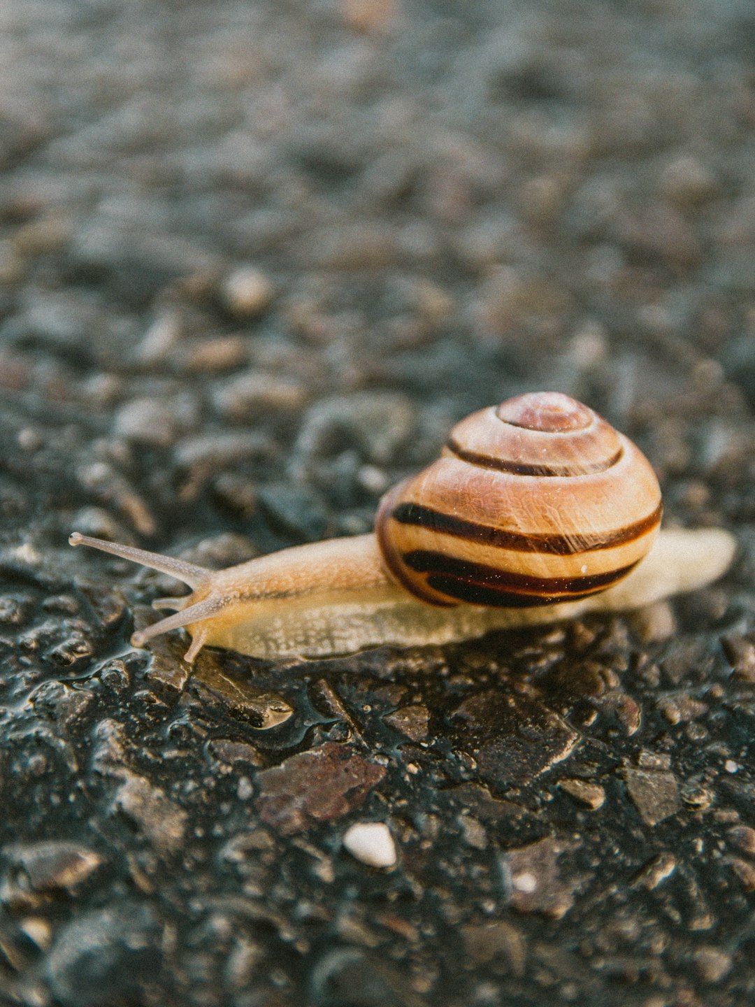 brown and white snail on gray and black marble surface