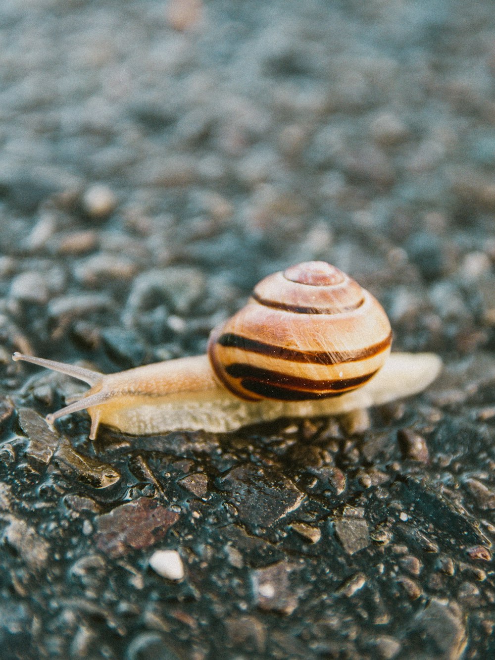 brown and white snail on ground