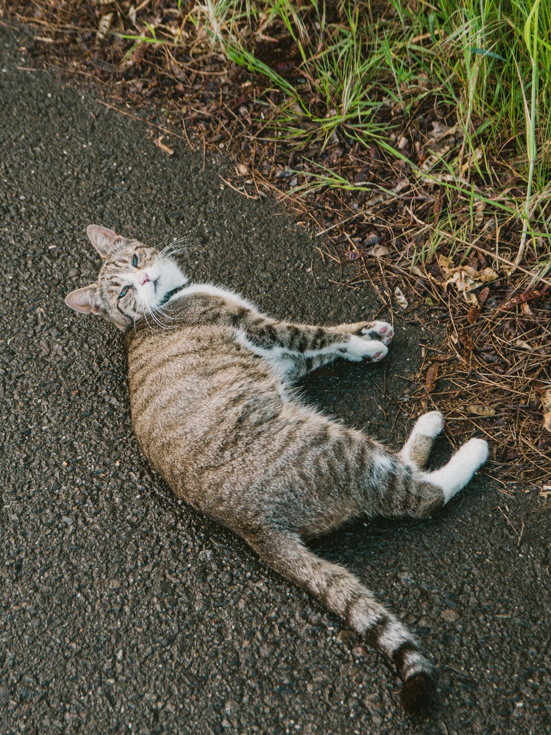 brown tabby cat lying on ground