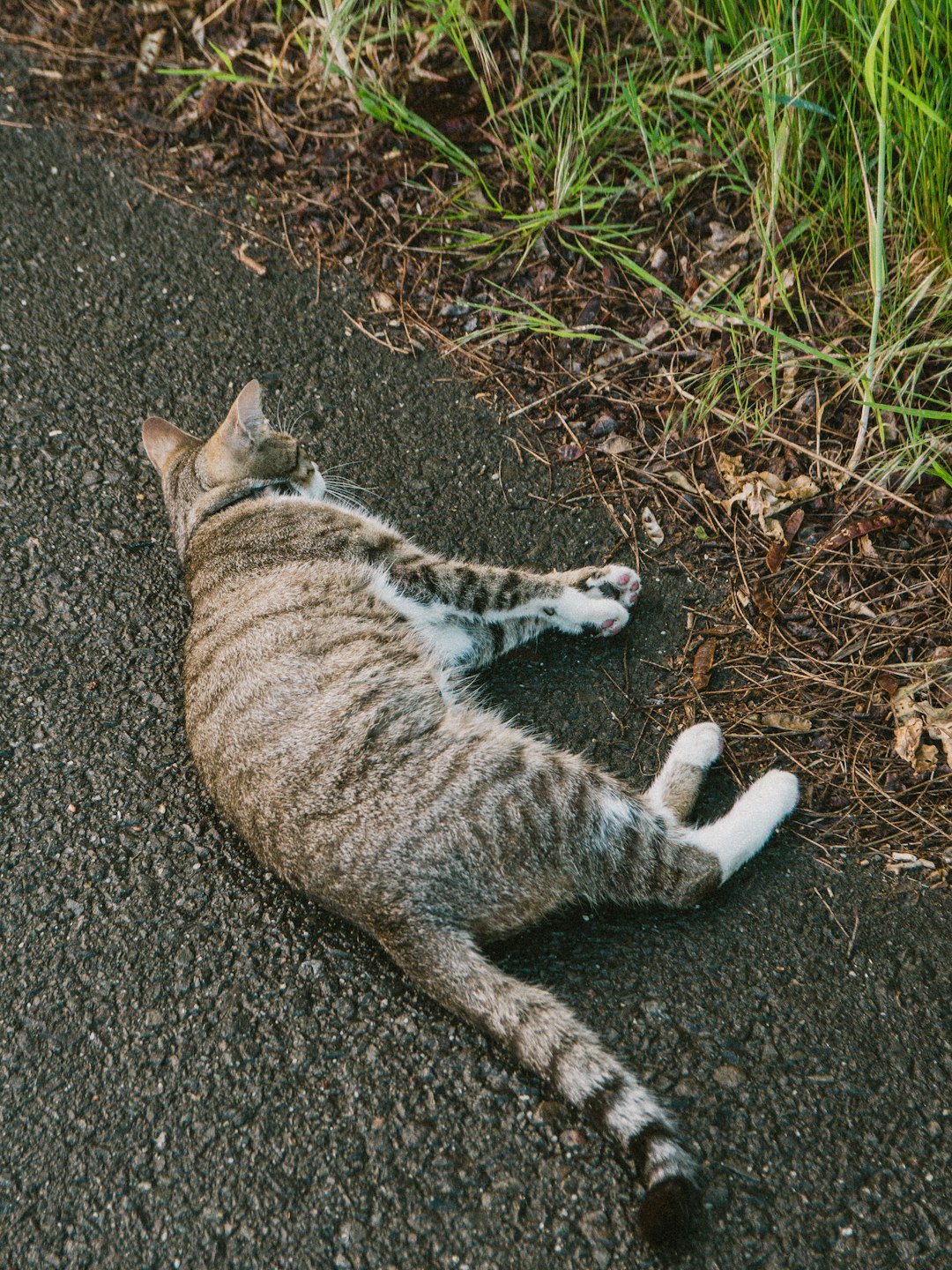 brown tabby cat lying on ground