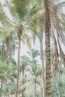 A lush coconut sugar palm plantation bathed in warm sunlight.